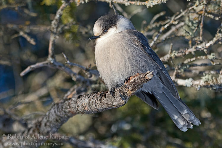 Canada Jay, Prince Albert National Park, Saskatchewan