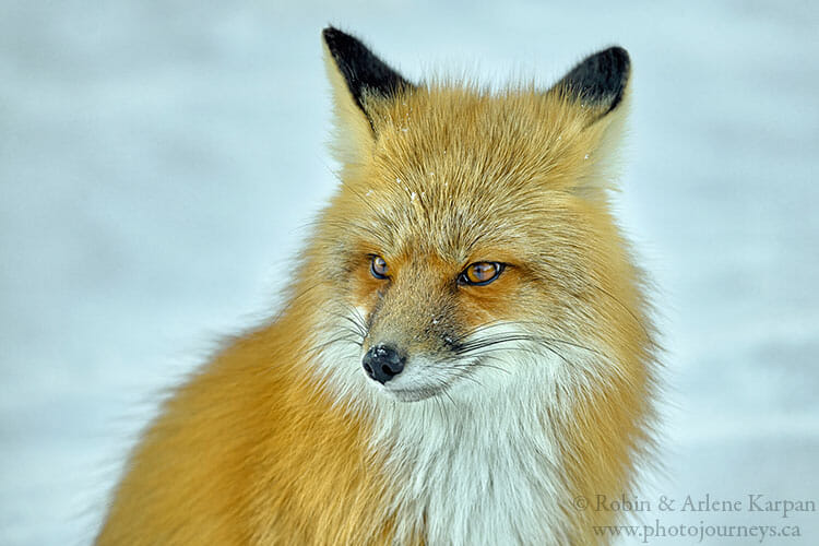 Red fox, Prince Albert National Park, Saskatchewan, winter