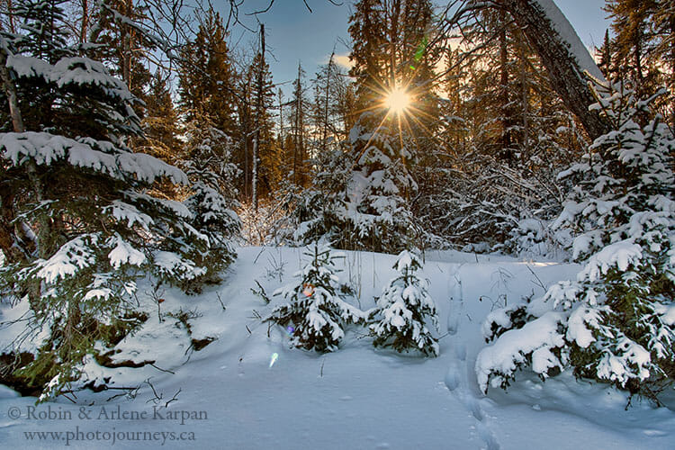 Snow covered trees, Prince Albert National Park, Saskatchewan, winter