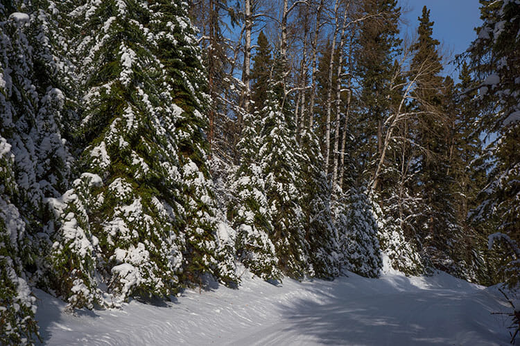 Snow covered trees, Prince Albert National Park, Saskatchewan, winter