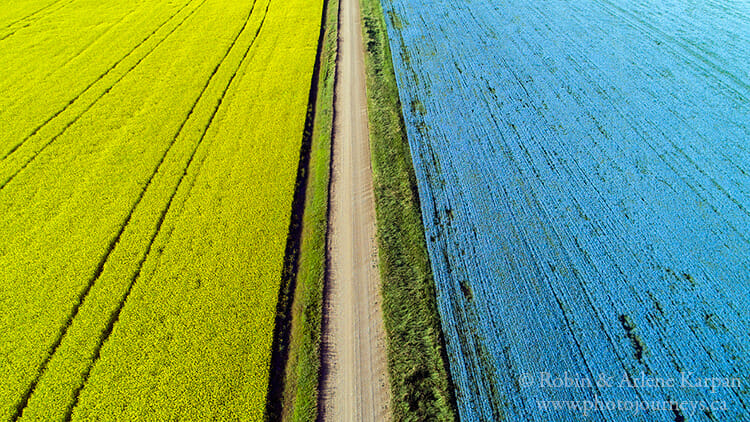 Canola and flax field, Saskatchewan