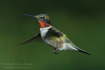Ruby-throated hummingbird, Thickwood Hills, Saskatchewan
