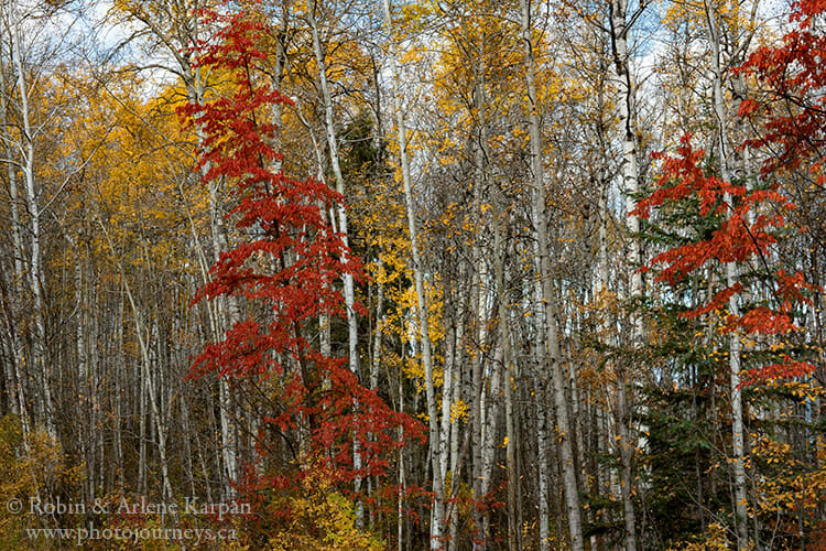 Fall colours, Prince Albert National Park