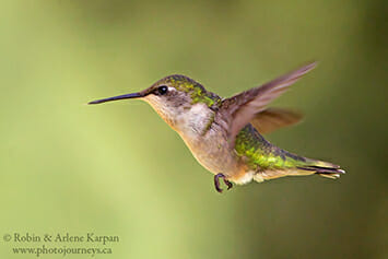 Hummingbird in flight