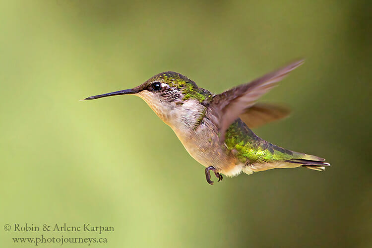 Hummingbird in flight