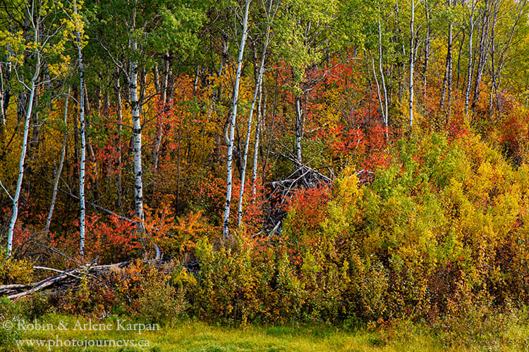 A cloudy day allows us to see detail in the forest, Thickwood Hills, Saskatchewan.