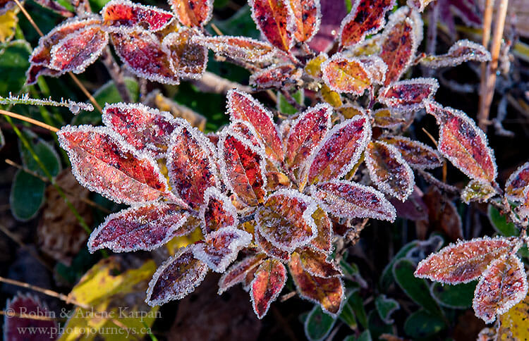 Early morning frost on the vegetation.