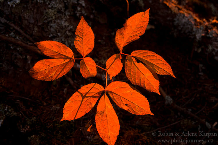 Sarsaparilla in evening light.