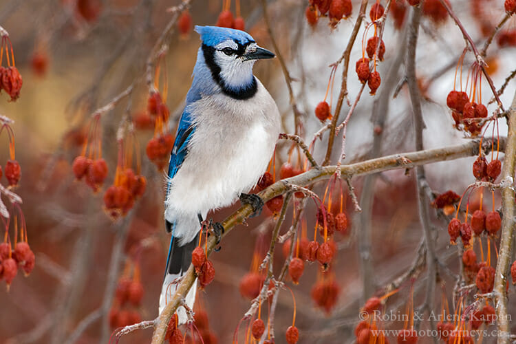 Bluejay in an apple tree.