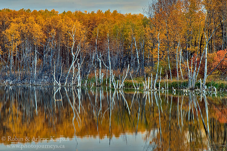 Wetland in the Thickwood Hills, Saskatchewan.