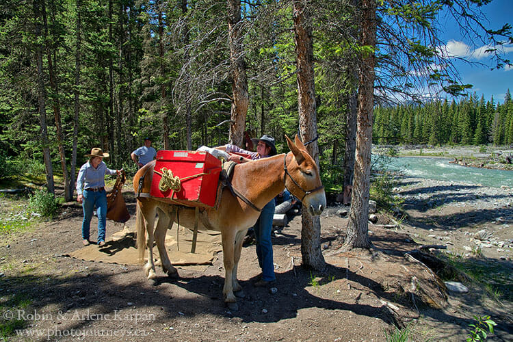 Mule, Banff backcountry horseback adventure