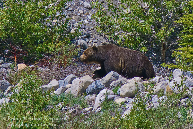 Grizzly bear, Banff National Park