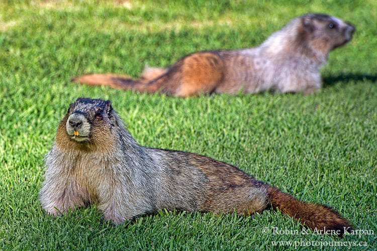 Hoary marmots, Banff National Park