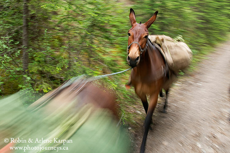 Mule, Backcountry horseback riding adventure in Banff National Park.