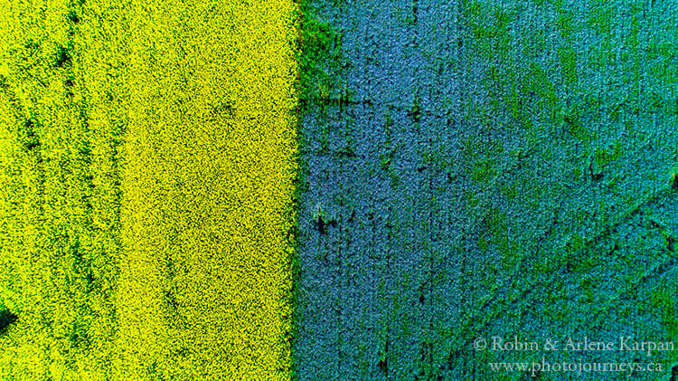 Canola and flax crops using drone