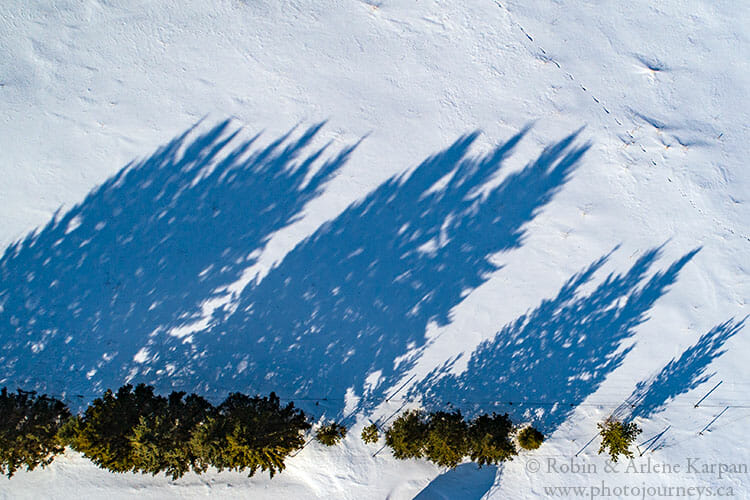 Trees in snow using drone, Saskatchewan