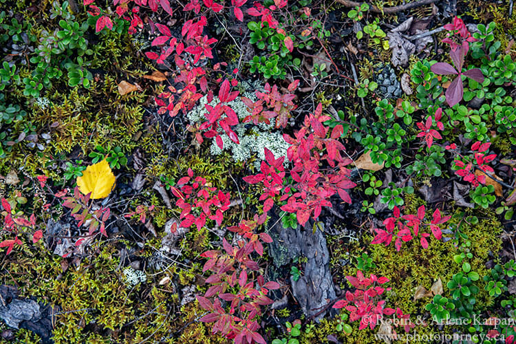 Fall colours, Saskatchewan