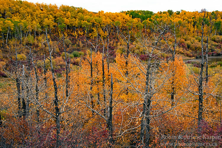 Fall colours, Saskatchewan