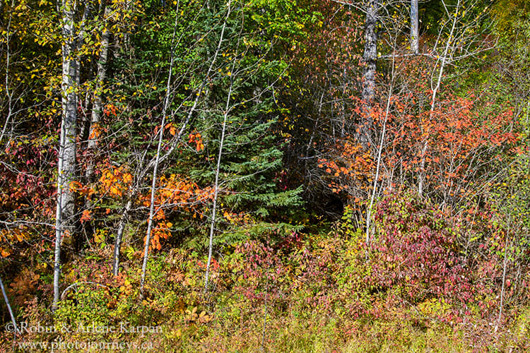 Fall colours, Saskatchewan