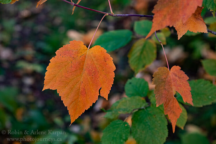 Mountain maple leaf, Saskatchewan