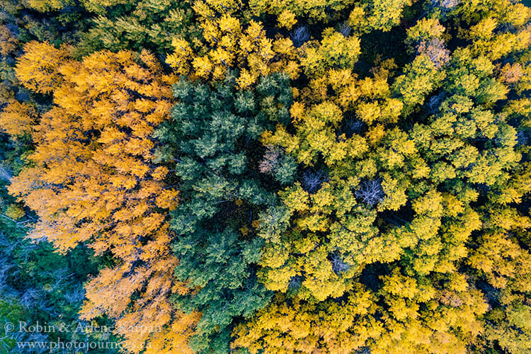 Aspen forest using drone, Saskatchewan