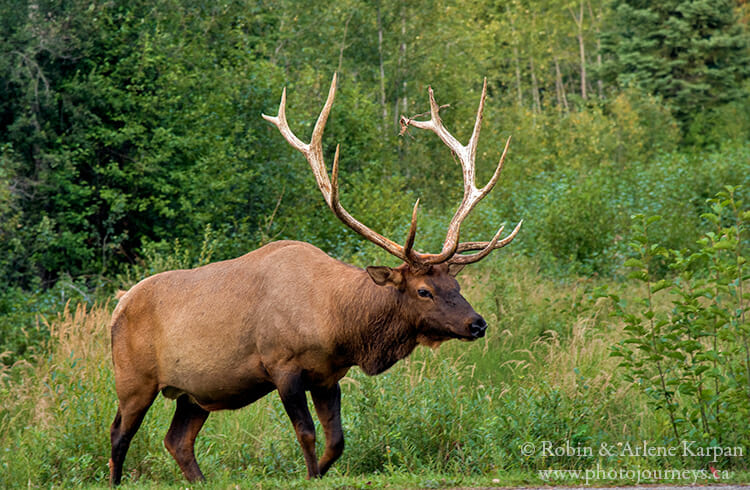 Bull elk, Prince Albert National Park, Saskatchewan