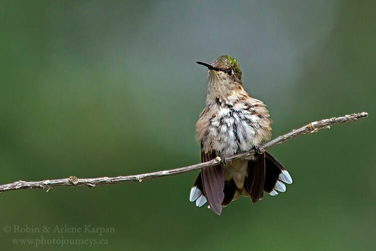 Female ruby-throated hummingbird, Thickwood Hills, Saskatchewan.