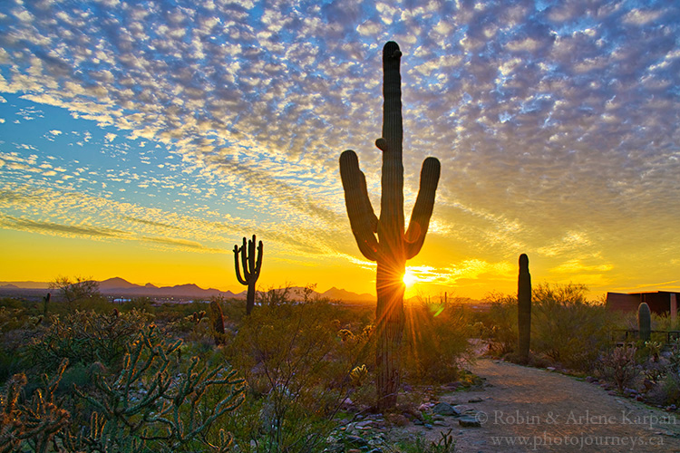 McDowall Sonoran Reserve, Arizona