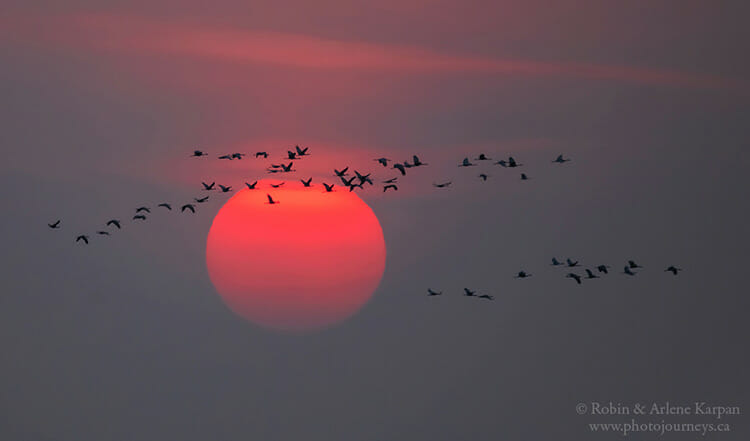 Cranes flying in front of sun, Foam Lake, Saskatchewan