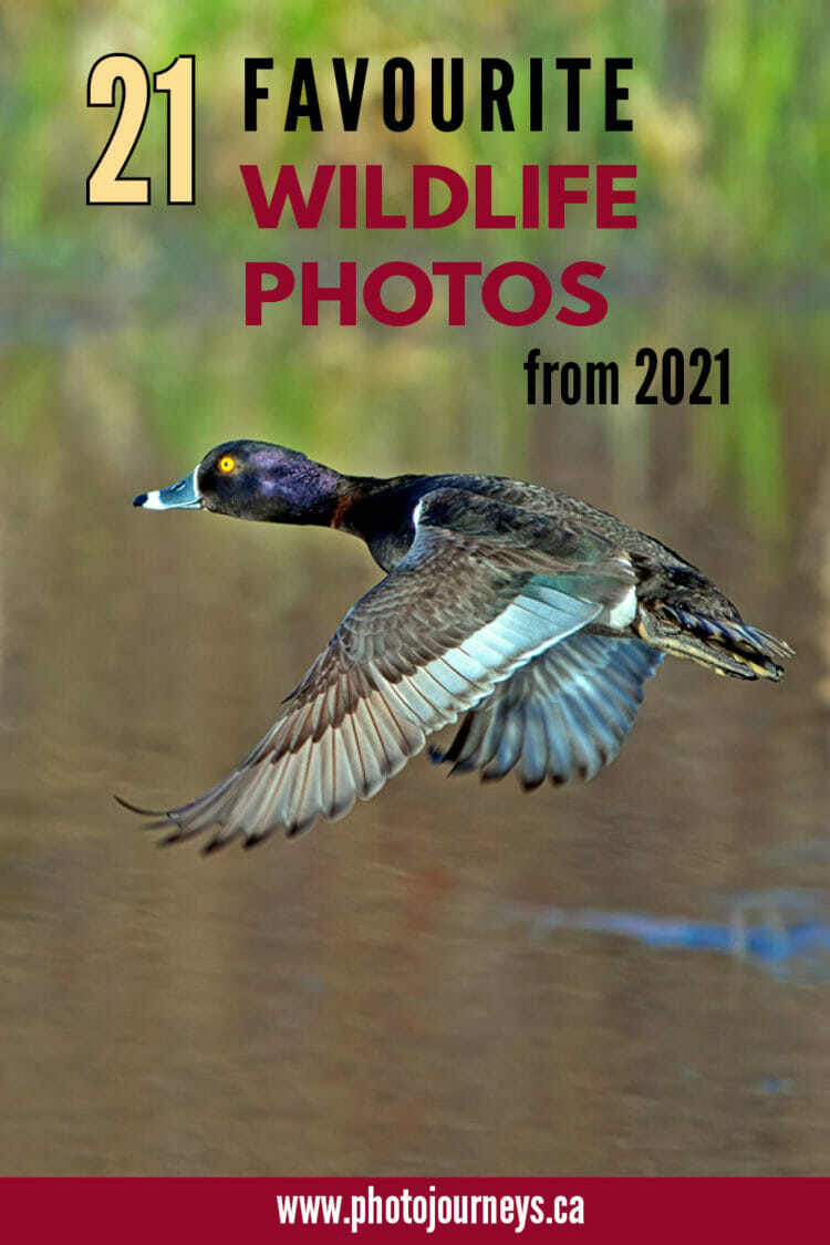 21 Wildlife Photos from 2021