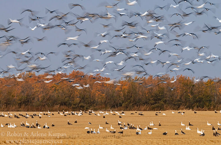 Migrating snow geese, Saskatchewan