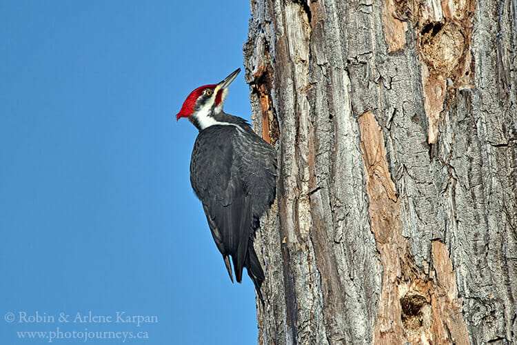 Pileated woodpecker, Saskatchewan