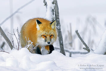 Red fox in Prince Albert National Park, Saskatchewan.