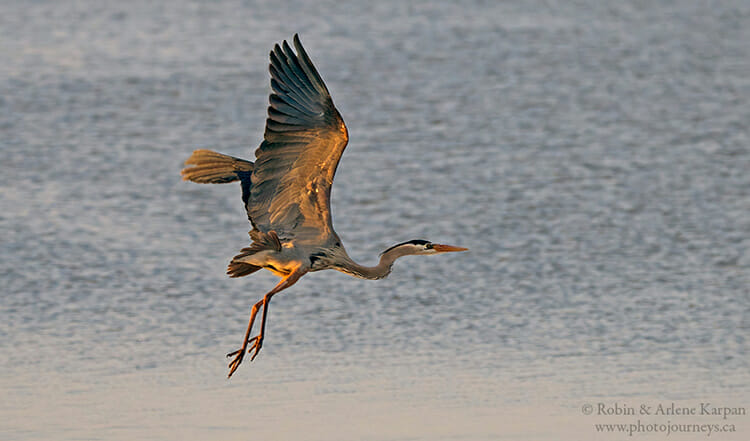 Great blue heron, Big Quill Lake, Saskatchewan.