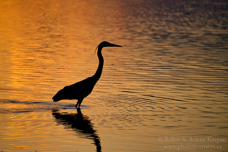 Great blue heron, Big Quill Lake, Saskatchewan.