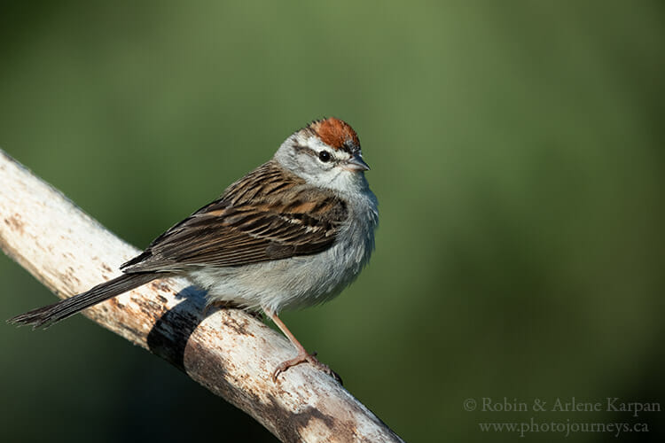 Chipping sparrow, Saskatchewan