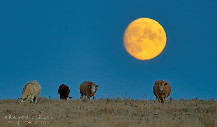 Cows in field with full moon, Saskatchewan
