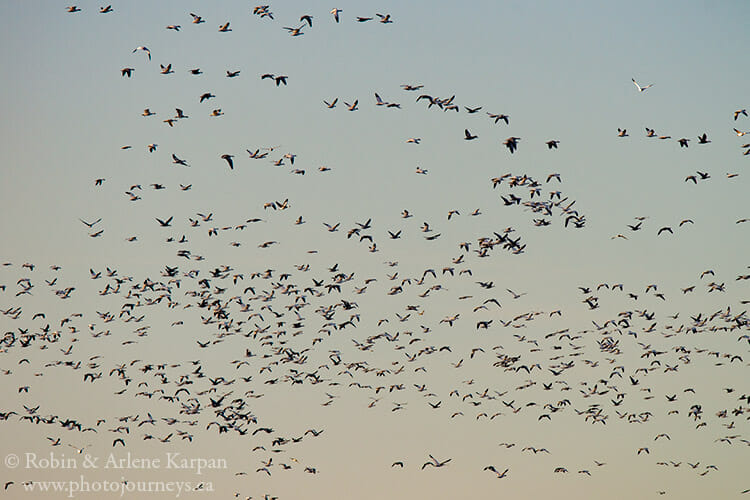 Snow geese during fall migration, Saskatchewan