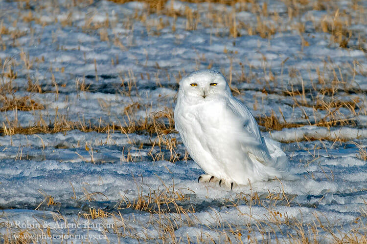 Snowy owl, Saskatchewan