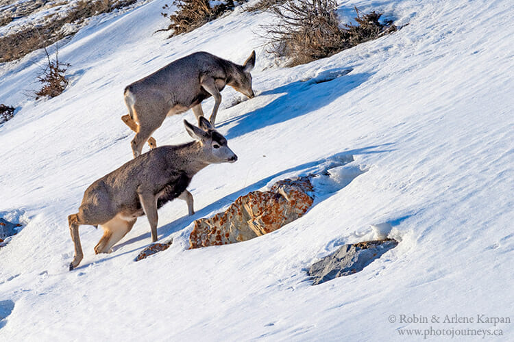 Muledeer, Banff National Park, Canada