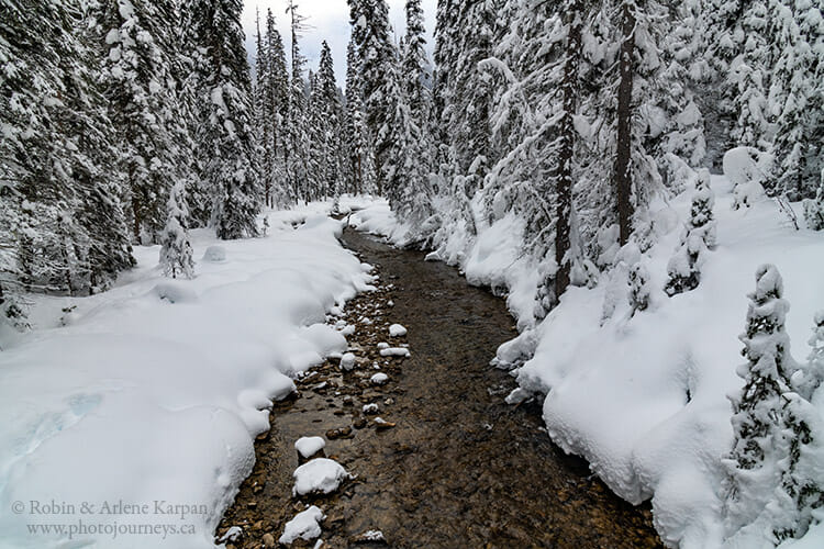 Creek near Emerald Lake, Yoho National Park, British Columbia