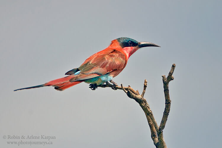 Carmine Bee-eater, South Africa