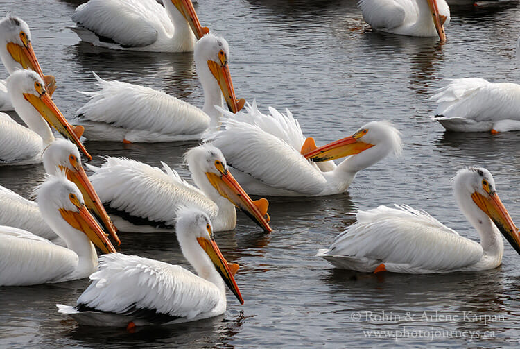 American white pelicans