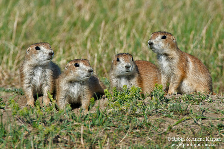 Black-tailed prairie dogs