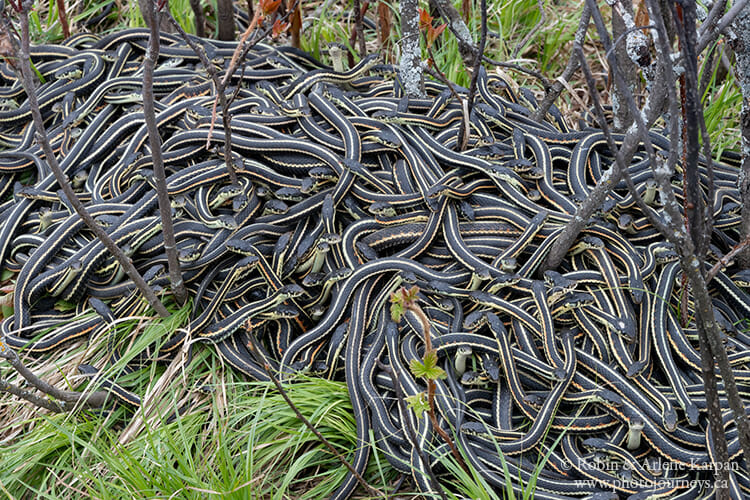 Garter snakes, Fort Livingstone, Saskatchewan