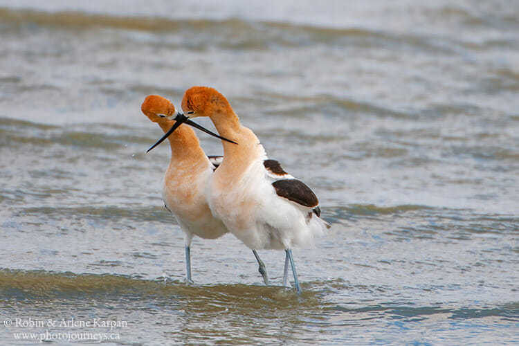 American avocets mating display, Saskatchewan