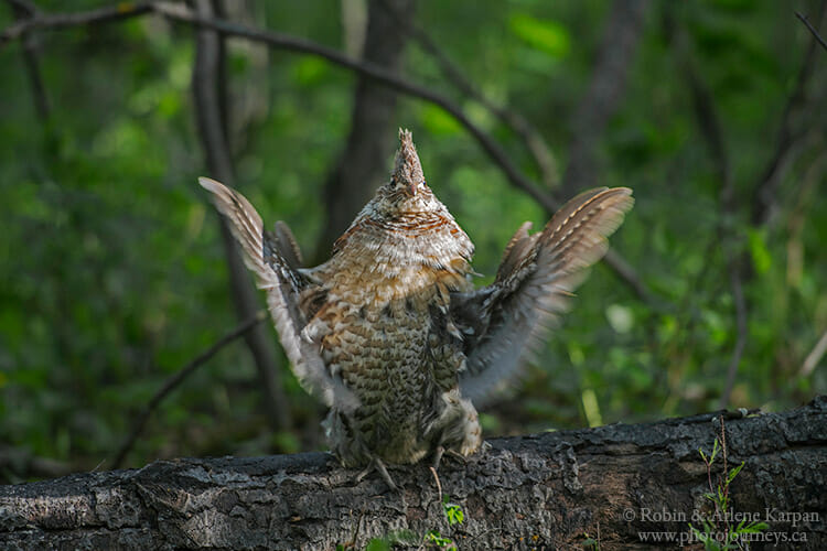 Male ruffed grouse, Saskatchewan