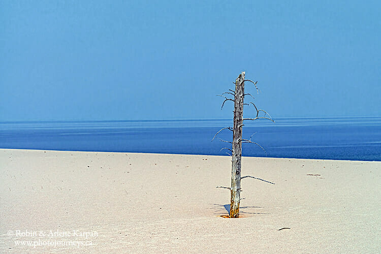 Dead tree, Lake Athabasca, Saskatchewan | Photojourneys.ca