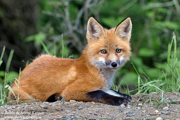 Red fox, Prince Albert National Park, Saskatchewan