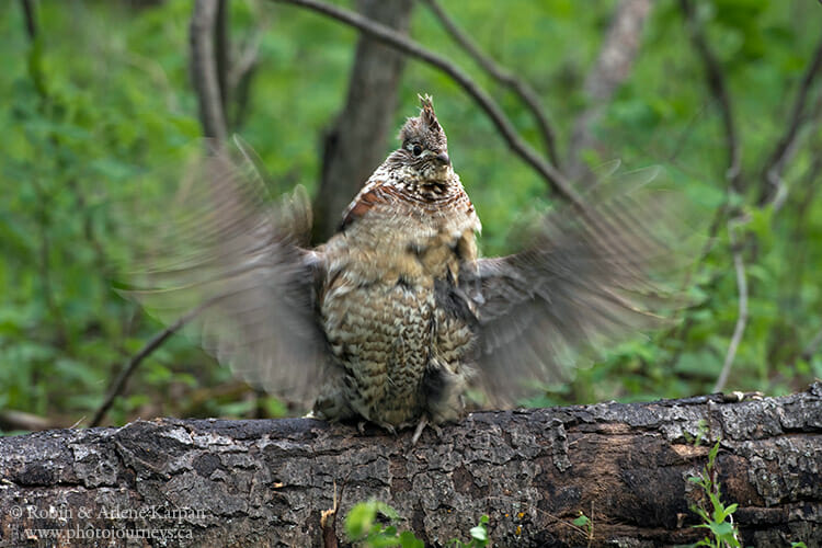 Male ruffed grouse, Saskatchewan